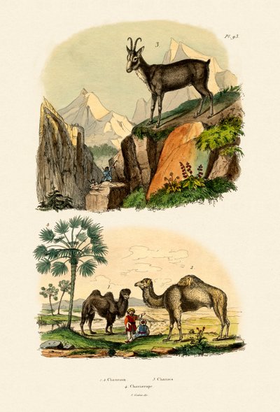 Dromedary by French School